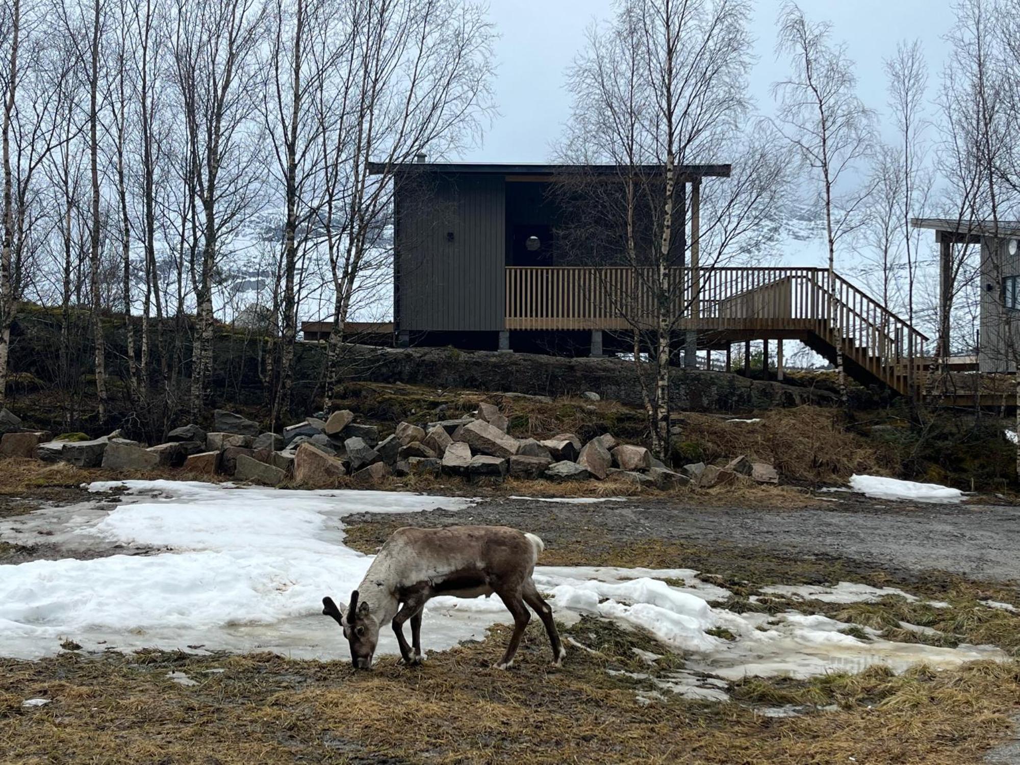Efjord And Stetind Resort - Cabin Kobbernestinden Ballangen 外观 照片
